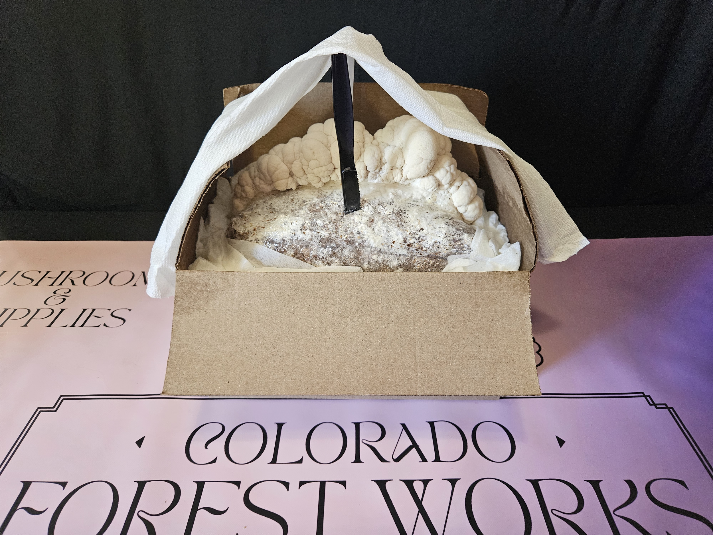未開封　COCOROCK FOREST CONCERTDVD 3500 円に変更 Colorado Forest Works 5lbs Gourmet Ready-To-Fruit Block — Colorado